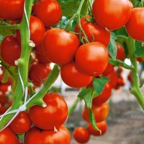 Томатина - битва томатов в Испании